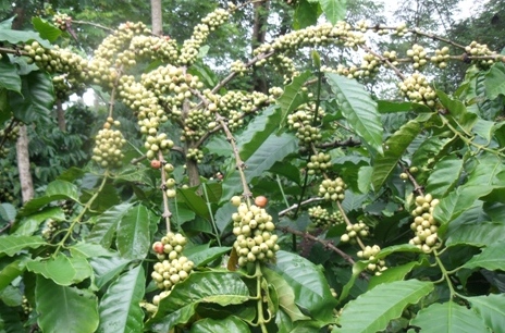 Cần bán rãy cà phê gần đập Thủy lợi, Đăk Nông, có giấy tờ, bìa đỏ.