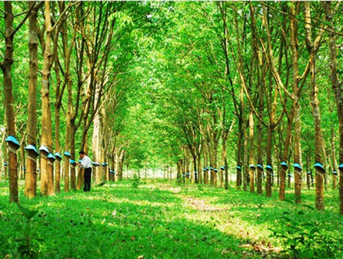 Cần bán 300 hecta đất, mặt tiền đường nhựa ,trồng cao su 08 năm , sổ hồng chính chủ