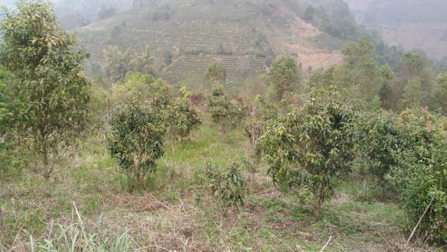 BÁN TRANG TRẠI THÀNH PHỐ LAI CHÂU