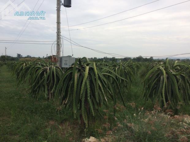 Bán gấp hoặc Cho Thuê 1.500 Trụ Thanh Long - Xã Hồng Sơn, Hàm Thuận Bắc- Bình Thuận