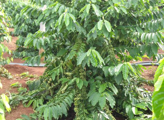 Bán rẫy Cà phê và Tiêu đang cho trái năm 2. Đất chính chủ đang làm sổ đỏ