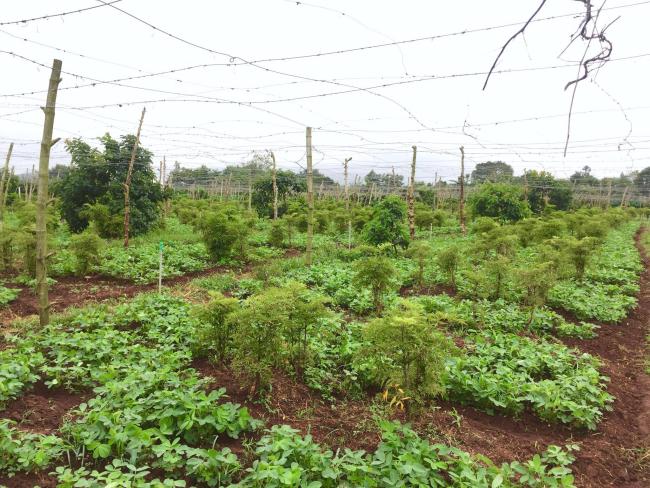 Bán 2ha đất rẫy Bơ + Đinh Lăng