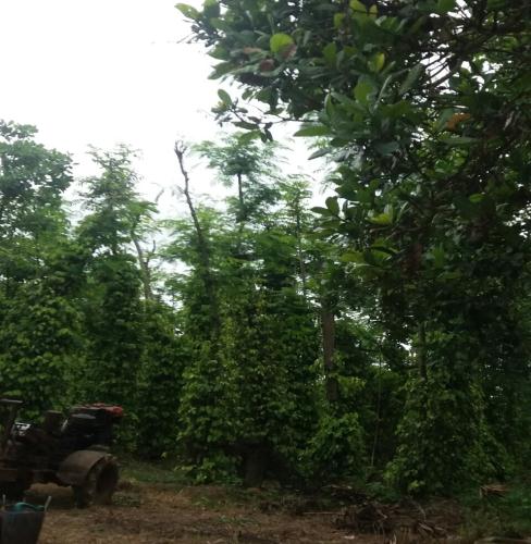 Bán 2hecta đất tại Cư Knia, Cư Jút, Đắk Nông. Giá 1.5 tỷ.