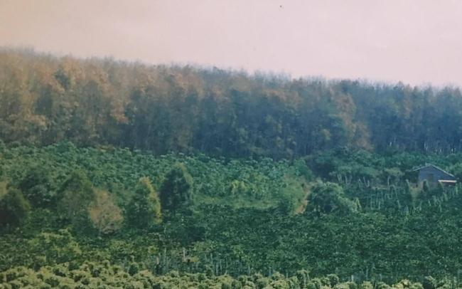 bán trang trại cafe, cao su tại huyện đức cơ, gia lai