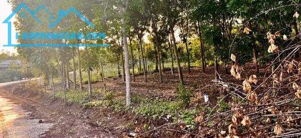 chính chủ bán lỗ đất đang trồng tràm 2000m2 giá 240tr gần biển quảng ngãi - 1