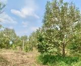 Bán 2ha1 đất trồng sầu tại Hoà Xuân- BMT- Đắk Lắk chỉ 260tr/ sào