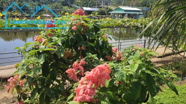 Bán 1.2 ha đất Núi Tượng, Huyện Tân Phú tặng nhà hàng sinh thái - 2