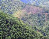 Chuyển nhượng 960ha đất rừng sản xuất tại Sơn La
