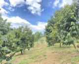 Bán Farm trồng rất nhiều sầu riêng ngay đường Blaosere Đại Lào Bảo Lộc