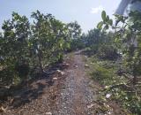 Bán vườn cây ăn trái 1000m2, xã Long Thắng huyện Lai Vung, Đồng Tháp