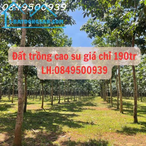 Chính chủ cần tiền trả nợ ngân hàng nên muốn nhượng lại lô đất trồng cao su 5 năm tuổi