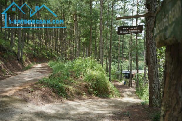 Bán 3000m2 Đất Nông Nghiệp Xuân Trường, Đà Lạt – View Rừng Thông Yên Tĩnh, Giá F0 - 1