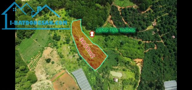 Bán 3000m2 Đất Nông Nghiệp Xuân Trường, Đà Lạt – View Rừng Thông Yên Tĩnh, Giá F0 - 4