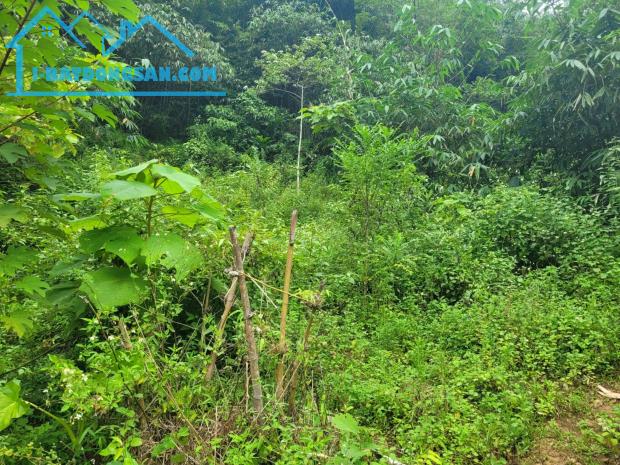 Bán gấp lô đất có diện tích 1,6ha full đất rừng sản xuất thuộc huyện Kim Bôi - Hoà Bình - 3