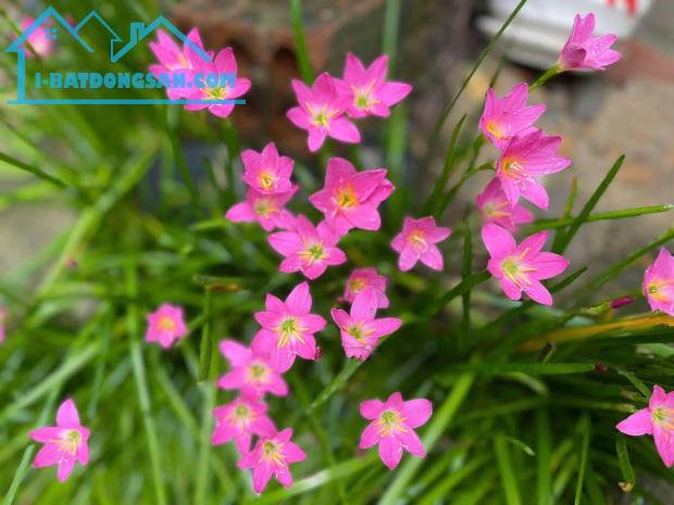 ❇️❇️Chiết khấu lên đến 10% Biệt thự IRIS - liền kề DAHLIA- Ecogarden Huế 🔹Biệt thự Iris v