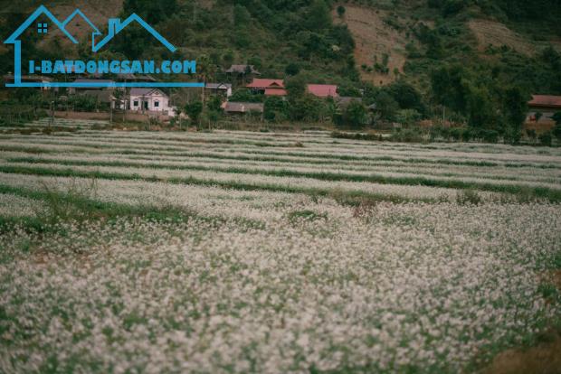 Bán đất nghỉ dưỡng 5000m2 view đồi chè xanh mát, tiềm năng homestay - 1