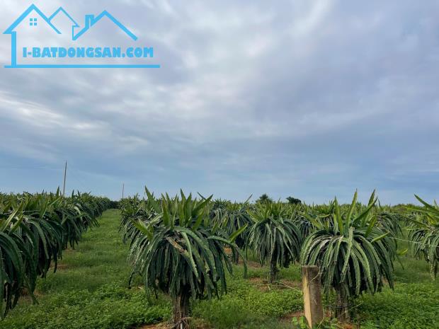 Bán 3.6HA Thanh Long, làm nông cây trồng trang trại xã Tiến Thành, Thành Phố Phan Thiết