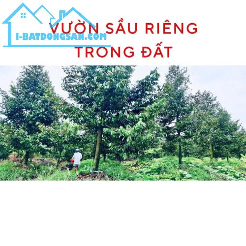 CHÍNH CHỦ - BÁN NHANH ĐẤT TẠI THỊ XÃ CAI LẬY, TIỀN GIANG CHỈ 5,3 TỶ 3000M2 - 3