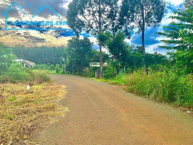 BÁN VƯỜN ĐIỀU 2,7 SÀO (2730M2) VIEW SÔNG DÂN THƯA, 200M RA NHỰA, CÔNG NGHIỆP GIÁ 190TR/S. - 2