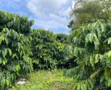 BÁN GẤP 2.9HA MẶT TIỀN ĐƯỜNG BÊ TÔNG 90M - XÃ NHÂN CƠ - NGUỒN THU TỐT