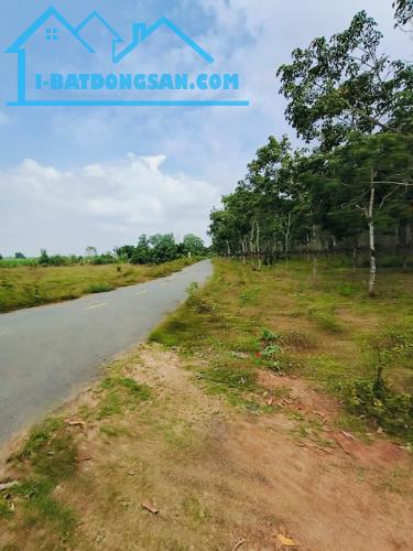 BÁN 26.000M² ĐẤT TRỒNG CAO SU 5 NĂM TUỔI – ĐƯỜNG NHỰA Ô TÔ – HOÀ BÌNH, XUYÊN MỘC – BRVT - 4