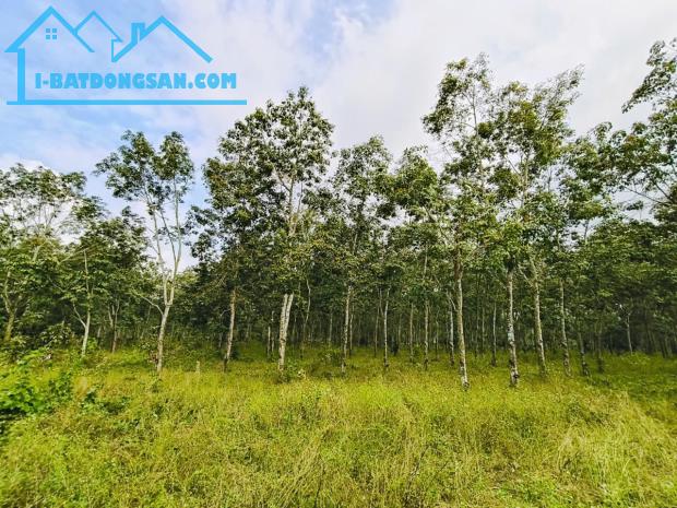 BÁN 26.000M² ĐẤT TRỒNG CAO SU 5 NĂM TUỔI – ĐƯỜNG NHỰA Ô TÔ – HOÀ BÌNH, XUYÊN MỘC – BRVT - 3