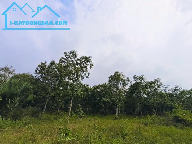 BÁN 26.000M² ĐẤT TRỒNG CAO SU 5 NĂM TUỔI – ĐƯỜNG NHỰA Ô TÔ – HOÀ BÌNH, XUYÊN MỘC – BRVT - 2