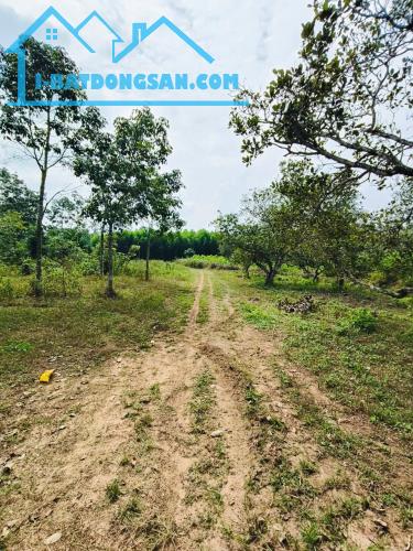 BÁN 26.000M² ĐẤT TRỒNG CAO SU 5 NĂM TUỔI – ĐƯỜNG NHỰA Ô TÔ – HOÀ BÌNH, XUYÊN MỘC – BRVT - 1