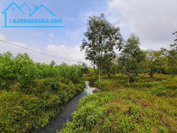 BÁN 26.000M² ĐẤT TRỒNG CAO SU 5 NĂM TUỔI – ĐƯỜNG NHỰA Ô TÔ – HOÀ BÌNH, XUYÊN MỘC – BRVT