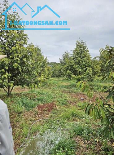 Bán vườn tiền đường Tránh Lộc Sơn Bảo Lộc. 💎3500m2 chỉ 2ty5 cả lô