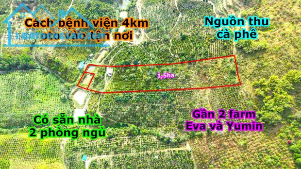 Đất rẫy thành phố giá rẻ cần bán gấp 1,5ha nguồn thu cà phê, nước tưới thoải mái - 5