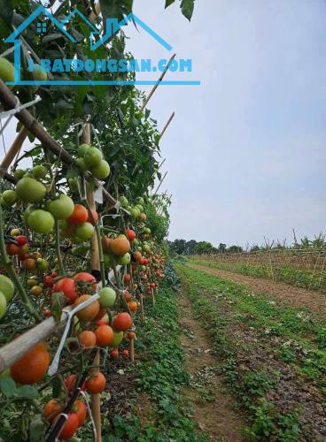 Bán 400m2 đất Yên Mỹ - Thanh Trì, mt 10m, trục chính ô tô tải tránh, Nhỉnh 1 tỉ - 2