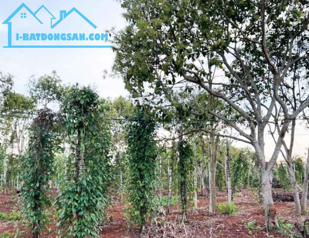 BÁN GẤP LÔ ĐẤT NN 1.3HA - GIÁP HÒA THUẬN - BUÔN MA THUỘT - ĐĂK LĂK
CHỈ 690TR/ - 1