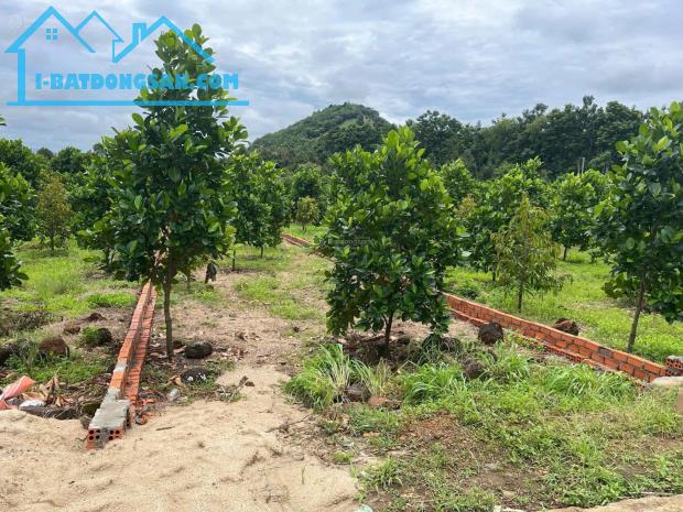 Giá siêu hời 820 triệu đã sở hữu ngay lô đất nền tại Phú Tân, Định Quán, Đồng Nai - 2