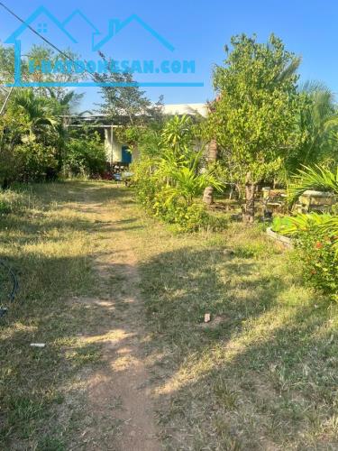 Bán 25 ha đất áp nhựa ĐT22 thích hợp làm trang trại, trồng dược liệu