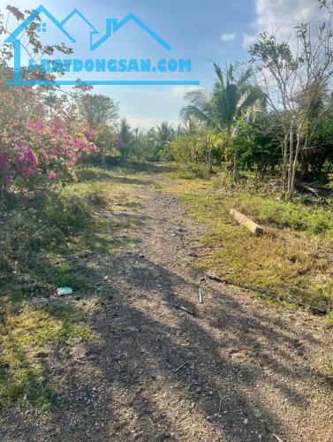 Bán 25 ha đất áp nhựa ĐT22 thích hợp làm trang trại, trồng dược liệu - 4