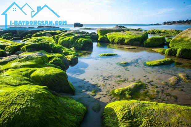 BÁN GẤP LÔ ĐẤT BIỂN LIÊN HƯƠNG, BÌNH THUẬN FULL THỔ CƯ - CÁCH BIỂN 700M, GIÁ CỰC TỐT - 4