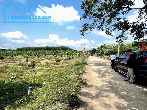 Bán gấp đất Phú Giáo BD 300tr trả nợ - 2