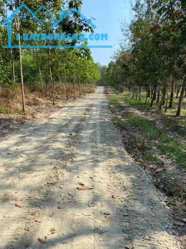 CẦN BÁN GẤP 1000m2 ĐẤT XÃ LONG TÂN, DẦU TIẾNG - GIÁ TỐT, ĐẦU TƯ SINH LỜI! - 1