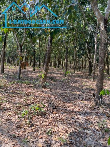 CẦN BÁN GẤP 1000m2 ĐẤT XÃ LONG TÂN, DẦU TIẾNG - GIÁ TỐT, ĐẦU TƯ SINH LỜI! - 2