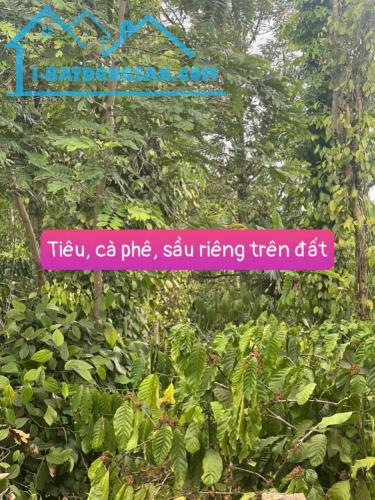 Bán gấp lô đất mặt tiền nhựa 8m giá chỉ 435tr tại Ea Tiêu-Cư Kuin- Đắk Lắk - 3