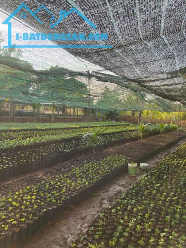 📣Bán #Đất 5x37m #1tỷ150tr Mặt tiền Y Wang nối dài Ea Kao Buôn Ma Thuột 🚗đường nhựa ô tô - 2