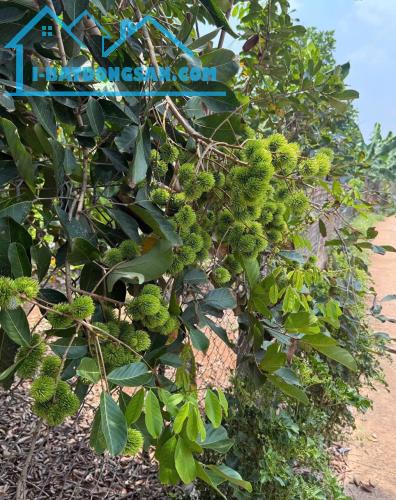 BÁN VƯỜN TRÁI CÂY đã thu hoạch - ngay khu dân cư - đường Ô TÔ vào tận đất - điện nước có - 1