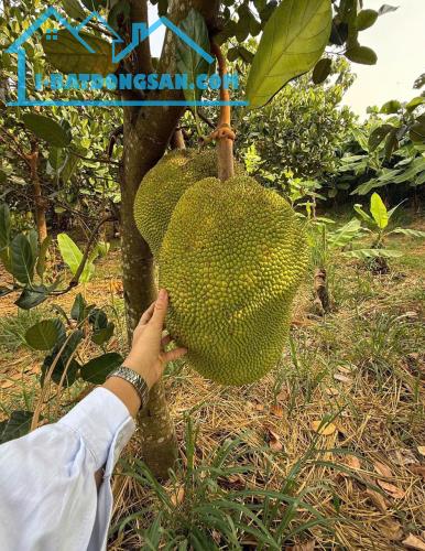 BÁN VƯỜN TRÁI CÂY đã thu hoạch - ngay khu dân cư - đường Ô TÔ vào tận đất - điện nước có - 2