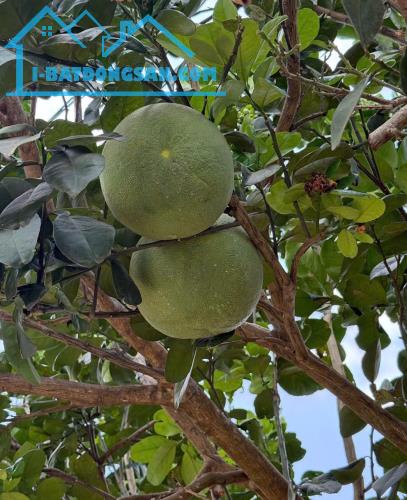 BÁN VƯỜN TRÁI CÂY đã thu hoạch - ngay khu dân cư - đường Ô TÔ vào tận đất - điện nước có - 3