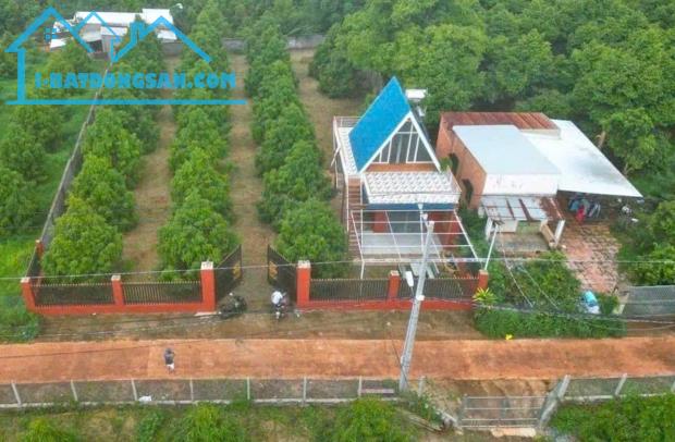 CẦN TIỀN NÊN BÁN GẤP VƯỜN SẦU RIÊNG 300 CÂY ĐÃ CÓ NHÀ TRÊN ĐẤT ĐIỆN NƯỚC ĐẦY ĐỦ DỌN VÀO Ở - 4