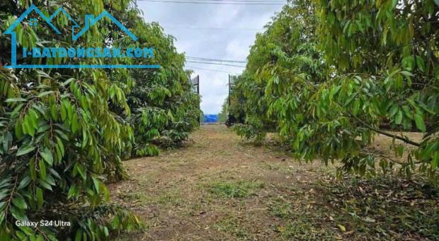 CẦN TIỀN NÊN BÁN GẤP VƯỜN SẦU RIÊNG 300 CÂY ĐÃ CÓ NHÀ TRÊN ĐẤT ĐIỆN NƯỚC ĐẦY ĐỦ DỌN VÀO Ở - 3