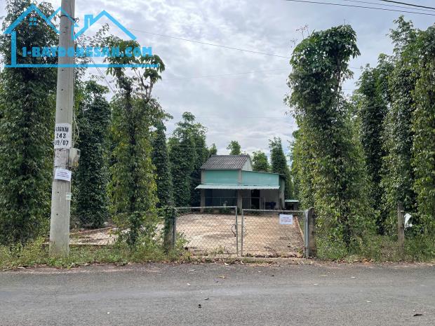 Miếng đất 2 mặt tiền, hiện đang trồng tiêu, trung bình thu hoạch được 4 tấn/năm - 2