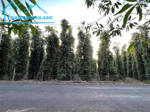 Miếng đất 2 mặt tiền, hiện đang trồng tiêu, trung bình thu hoạch được 4 tấn/năm - 4