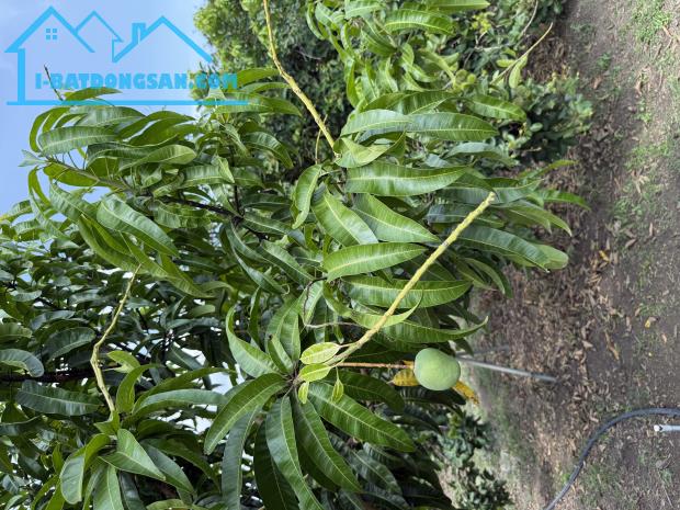 Chủ ngợp cần bán gấp lô đất vườn tại Định Quán giá rẻ chưa từng có - 3